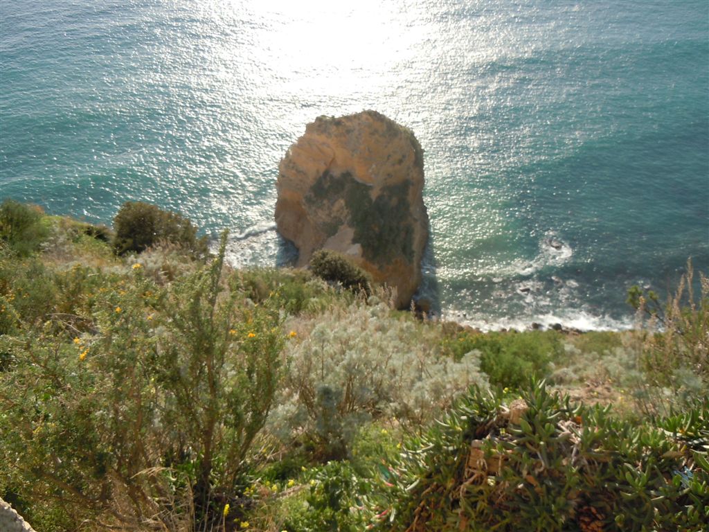 Pianta da Posillipo - Helichrysum litoreum